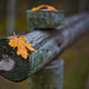 Illustration for article titled 40 Stunning Photos Of Fall Foliage